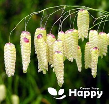Greater quaking grass for sale  DONCASTER