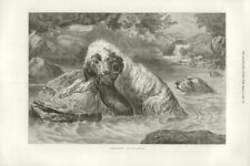 Otter hounds basil for sale  LONDON