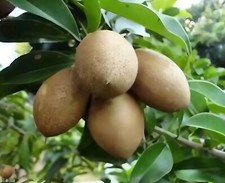 white sapote tree for sale white sapote tree for sale Morrisville