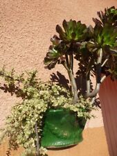 Crassula panaché petites d'occasion  Saint-Cyprien