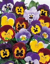 Pansy jolly joker for sale  SALISBURY