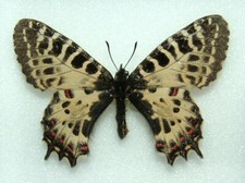 Eastern festoon butterfly. for sale  FOLKESTONE