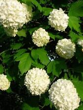 Viburnum opulus roseum for sale  WEST MALLING