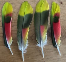 Genuine naturally molted for sale  SHEFFIELD