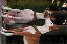 Picture postcard dogs for sale  NEWCASTLE UPON TYNE