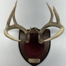 Vintage deer antlers for sale  Newton