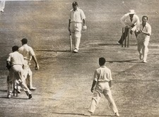 cricket photo for sale cricket photo for sale BUSHEY