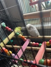 Hand tamed budgies for sale Hand tamed budgies for sale  HOUNSLOW
