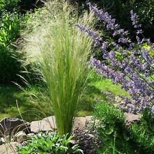 Pony tails grass for sale  GLASGOW