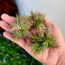 Ionantha peanut mini for sale  Vacaville