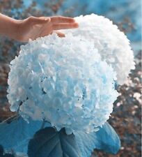 Seeds light blue for sale  Goldsboro