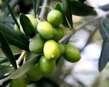 Pianta olivo uovo usato  Italia