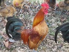 Rare variety ginger for sale  West Chicago