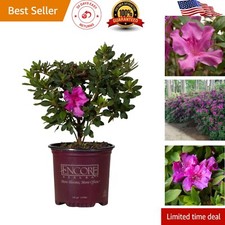 Autumn royalty gallon for sale  New York