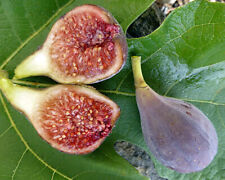 Fig tree seeds d'occasion  Expédié en Belgium