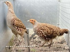 X12 english partridge for sale  LLANDINAM