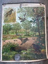 Biologie plakat alb gebraucht kaufen Biologie plakat alb gebraucht kaufen  Potsdam