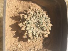 Ariocarpus kotschoubeyanus alb for sale  Shipping to Ireland