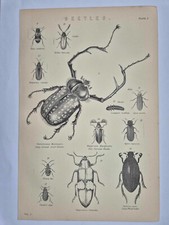 Antique print 1870 for sale  SHANKLIN
