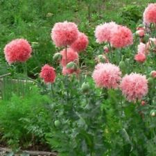 Pavot double fleur d'occasion  Luzech