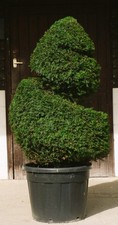 Real yew spiral for sale  WADHURST
