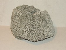 Brain coral fossil for sale  Zephyrhills