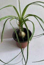 Ponytail palm plant for sale  Newburgh
