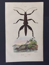 Antique engraving 1838 d'occasion  Expédié en Belgium