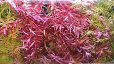 Rotala wallichii singapore gebraucht kaufen  Worms