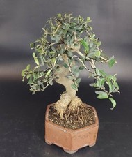 Bonsai olivastro oleastro usato  Cison di Valmarino