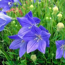 Balloon flower fresh for sale  Southampton