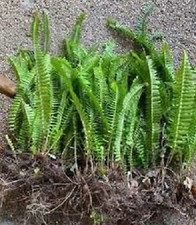 Boston sword ferns for sale  Howey in the Hills