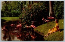 Cartão postal vintage H13 Flamingos at Sarasota Florida Jungle Gardens linda senhora, usado comprar usado  Enviando para Brazil