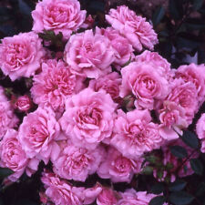 Rose special daughter for sale  PETERBOROUGH