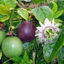 Passiflora edulis passiflore d'occasion  Pouzauges