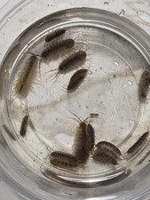 10ct aquatic isopods for sale  Woodville