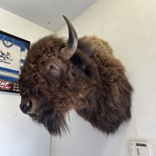 Massive real buffalo for sale  Gilbert