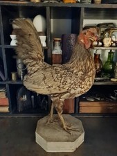 Taxidermie coq combat d'occasion  Châtenay-Malabry