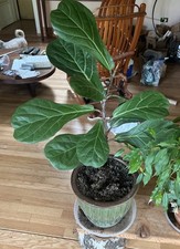 Ficus lyrata fiddle for sale  New Preston Marble Dale