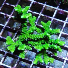 Clearance slimeball anacropora for sale  Thousand Oaks