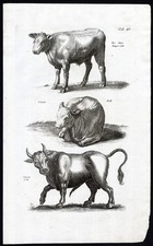 Estampa antiga-VACA-TOURO-TOURO-BOS-BEZERRO-BOX-Jonston-Merian-1657, usado comprar usado Estampa antiga-VACA-TOURO-TOURO-BOS-BEZERRO-BOX-Jonston-Merian-1657, usado comprar usado  Enviando para Brazil