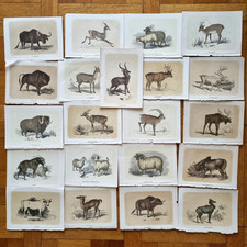 Illustrazione animale ungulati usato  Milano