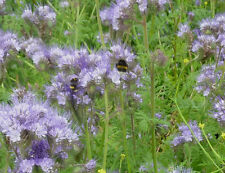 Green manure phacelia for sale  SALISBURY