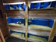 Zuchtanlage aquarium gebraucht kaufen  Kerpen