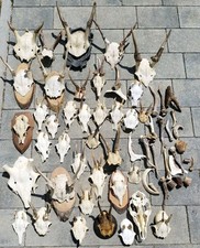 Abwurfstangen geweih bastel gebraucht kaufen  Vilseck