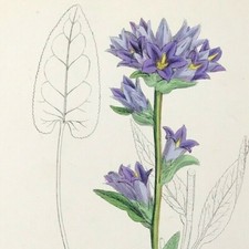 Botanical clustered bell for sale  BOURNE END