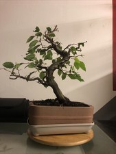 Hornbeam bonsai years for sale  CHIPPENHAM