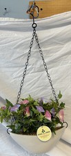 Morning glory flower for sale  Maryland Heights