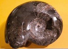 Fossile goniatite lucidato usato  Imperia