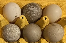Cayuga duck eggs for sale  FAREHAM